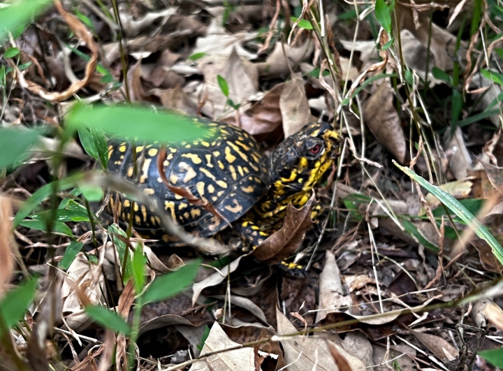 Eastern Box Turtle